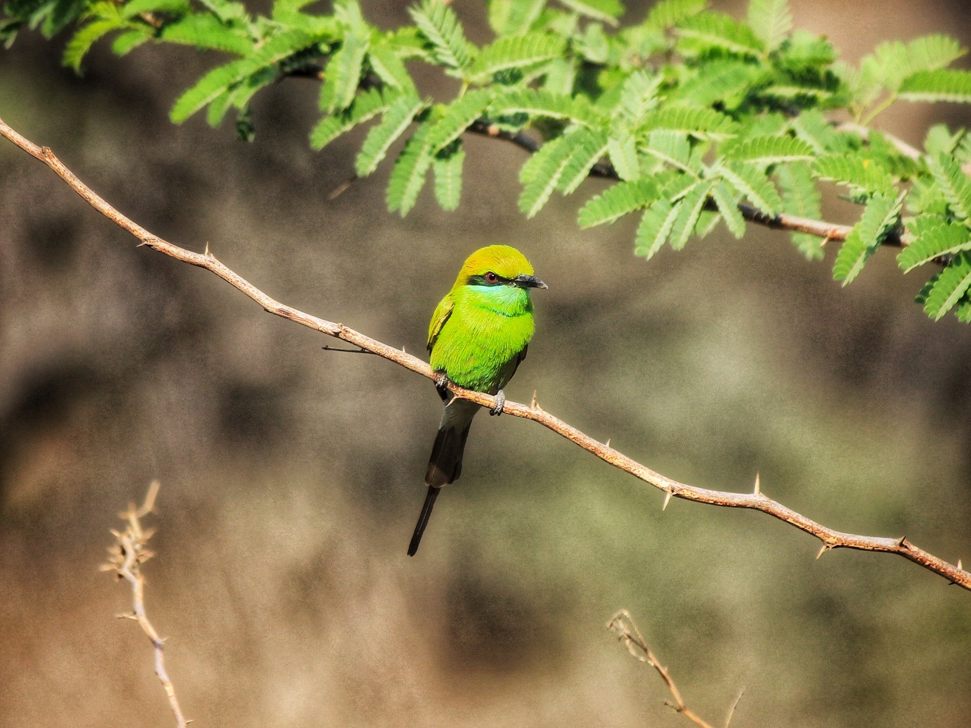 Sanjay Van, New Delhi